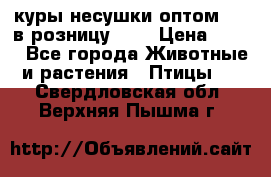 куры несушки.оптом 170 в розницу 200 › Цена ­ 200 - Все города Животные и растения » Птицы   . Свердловская обл.,Верхняя Пышма г.